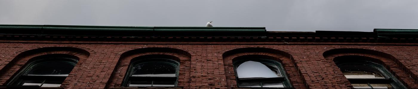 A seagull perched on an Uptown building